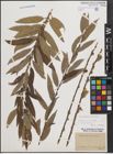 Foto von Salix cinerea L. x Salix viminalis L.
